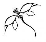 Libellule