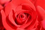COEUR DE ROSE