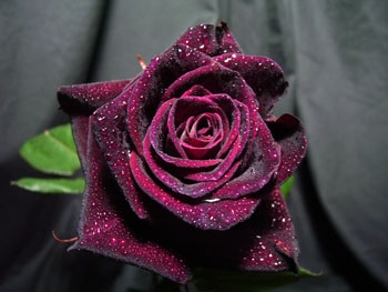 Ode &agrave; la Rose