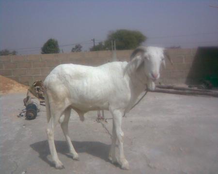 MON MOUTON