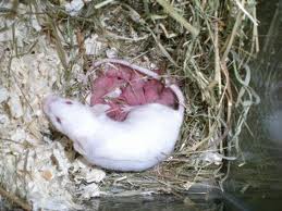 Vend souris