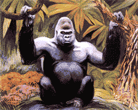 Koko et ses chats - Le chimpanz&eacute; et les tigrons!