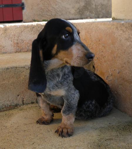 D&eacute;couvrez le Basset bleu de Gascogne