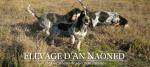 Basset Bleu de Gascogne