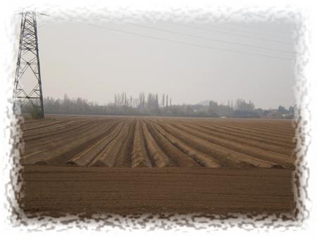 Champs de pomme de terre � Haveluy(59).