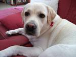 Ange Ga�a