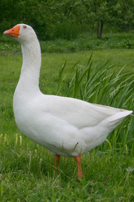canara