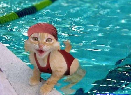 chat qui se baigne au picine