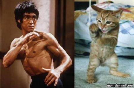 bruce lee chat