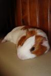 Kaya Mon Petiit Cochon D\'Iinde