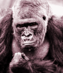 Disparition des Grands Singes ! 