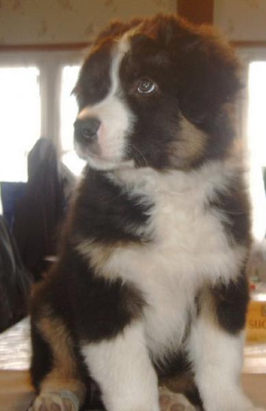 Fast Food chiot Berger australien de 3mois