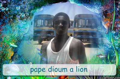 dioum a lion