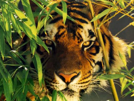 J'aime bien les tigres
