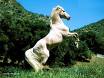 TURF HIPPIQUE