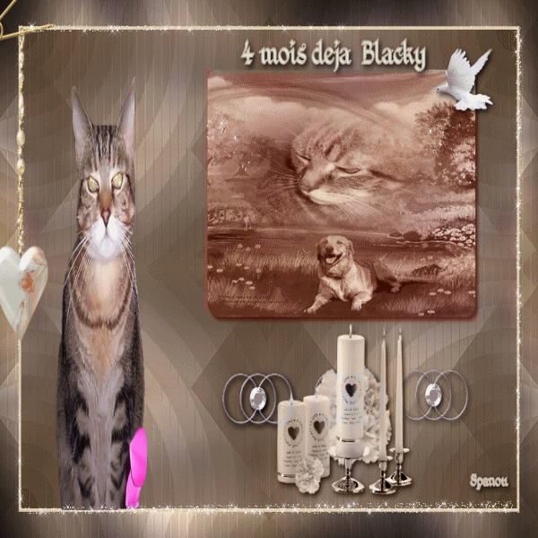 4 mois deja  Blacky