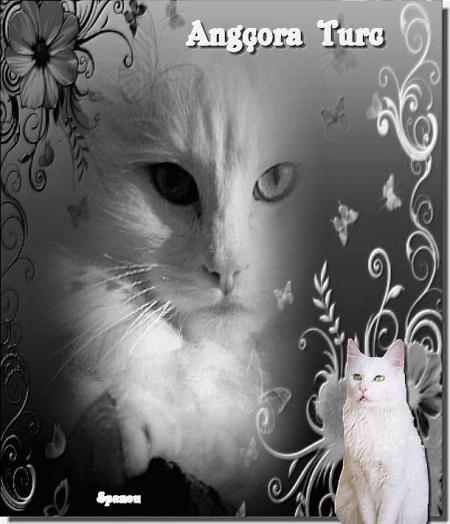 Angora Turc