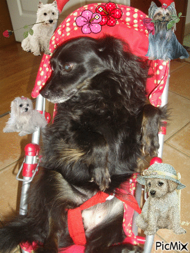 Pour mon adorable jolie filleule Pepette &agrave; mon amie Magalie.