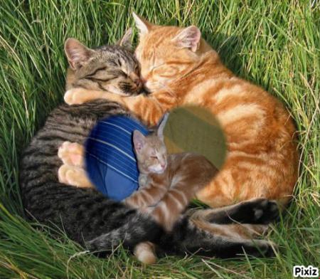 Pour l'adorable joli Roucky &agrave; mon ami Jos&eacute;.