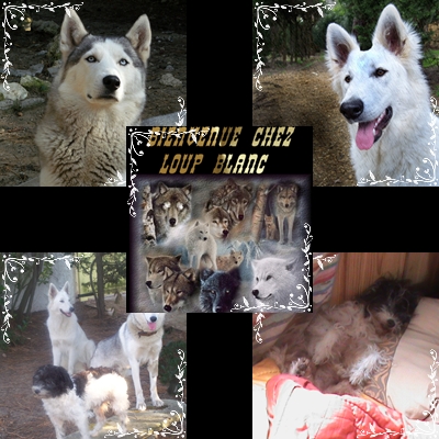 bienvenue a la famille d accueil le  loup blanc 