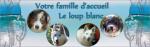 votre famille d accueil le loup blanc