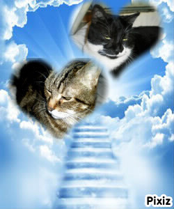 Pour les regrett&eacute;s petits anges Bambi et Blacky. Cadeau pour mon ami Jos&eacute;.