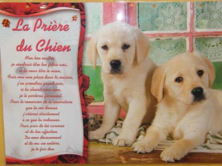 La pri&egrave;re du chien. 