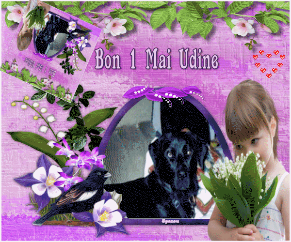 Cadeau pour notre jolie chienne de famille Udine.