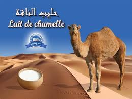 Lait de chamelle