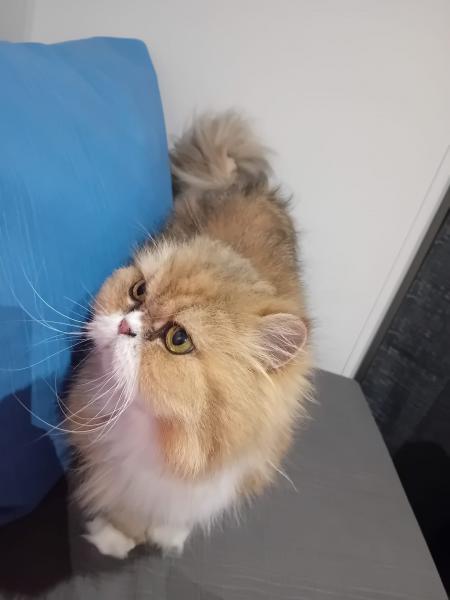 Mimi