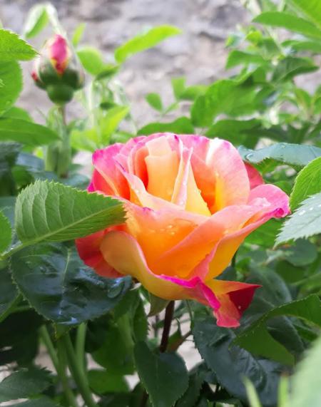 Ma rose 