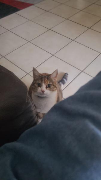 Coucou