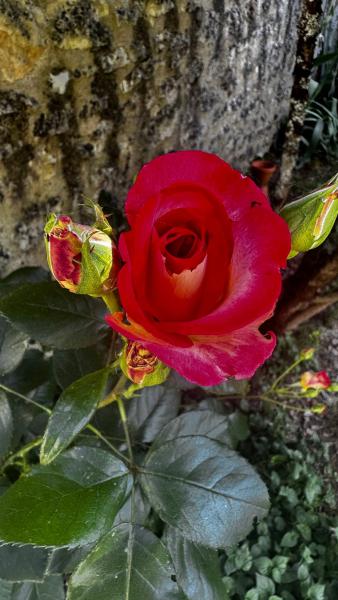 Pour vous