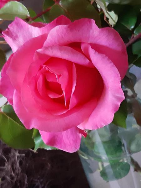 Rose de Maman 