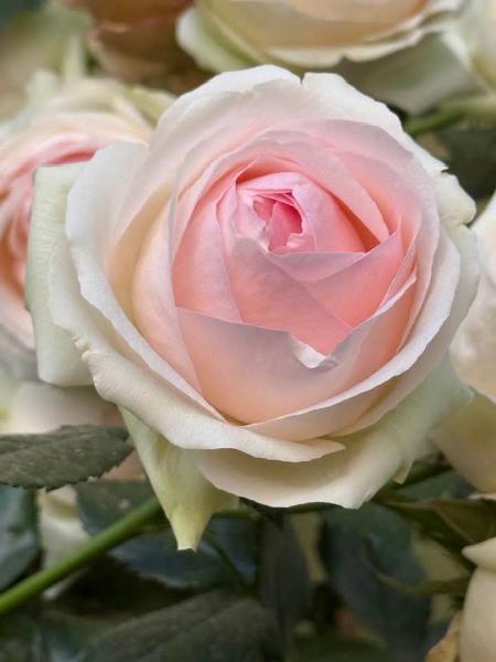 Pour vous