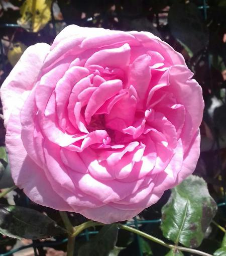 Cette rose de mai sentait si bon 