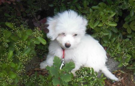  Bounty mon petit coton de Tul&eacute;ar