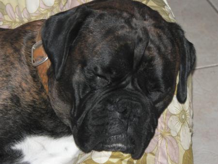 GROSSE FATIGUE DE CALIN