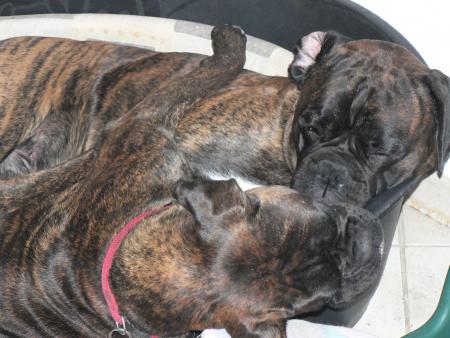 CALIN ET CANAILLE