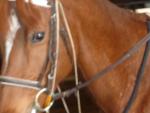 Equitation