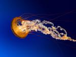 m�moire d\'un moujahid d\'al qaida (r�ve et illusion)