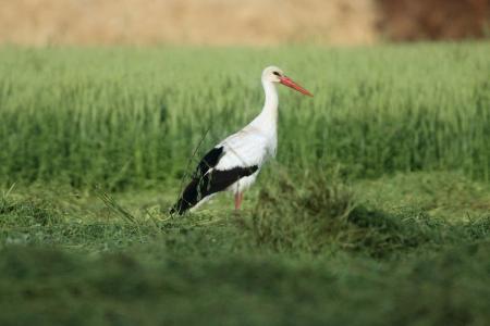 Cigogne 
