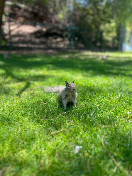 Coucou