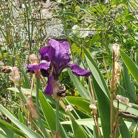 Iris