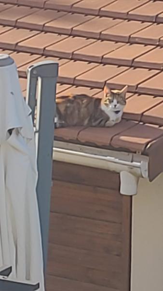 Mon chat