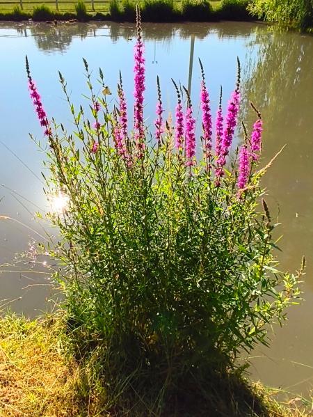 Fleurs de l eau