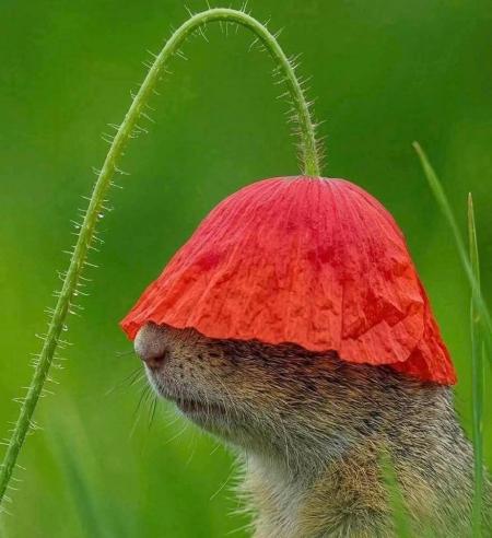Coucou