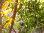 Printemps Perlier � Cr�tion en Verre
