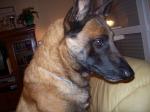 presentation de mon elevage canin