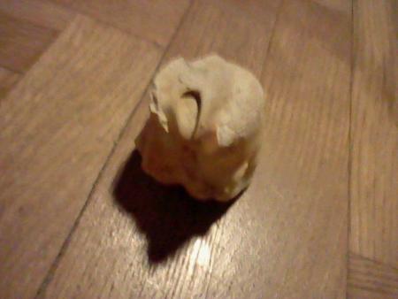 silvoupl&eacute; dite moi se que peu etre le fossile au desu